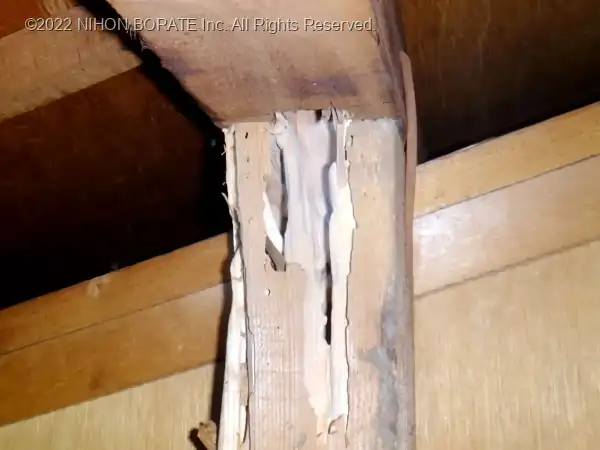 アメリカカンザイシロアリにボロボロにされた屋根裏の柱（小屋束と母屋）