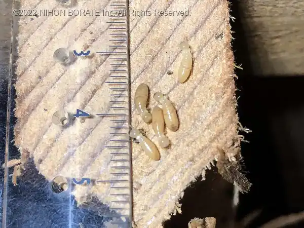 アメリカカンザイシロアリの職アリ（擬職蟻）の写真