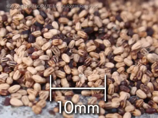 アメリカカンザイシロアリの糞粒の拡大写真
