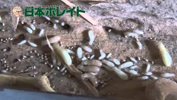 解体現場から出たアメリカカンザイシロアリ