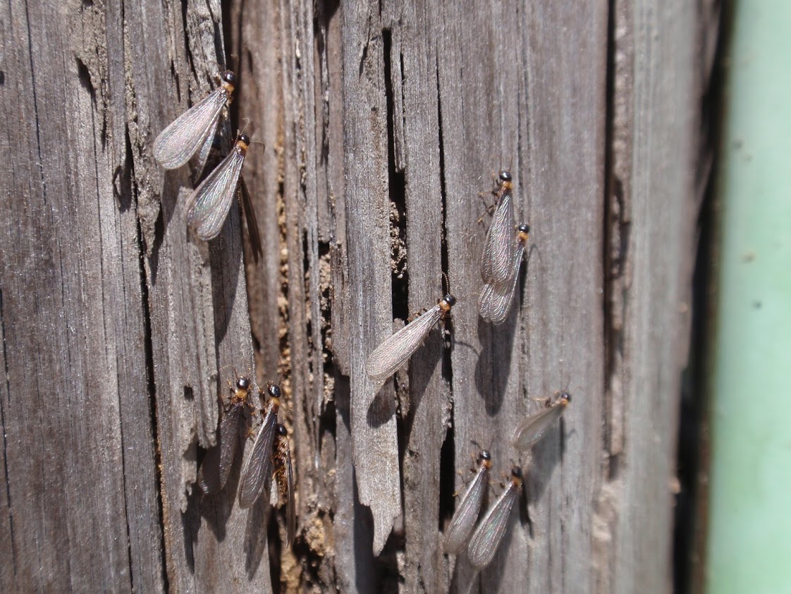羽アリの群飛 日本ボレイト公式ブログ