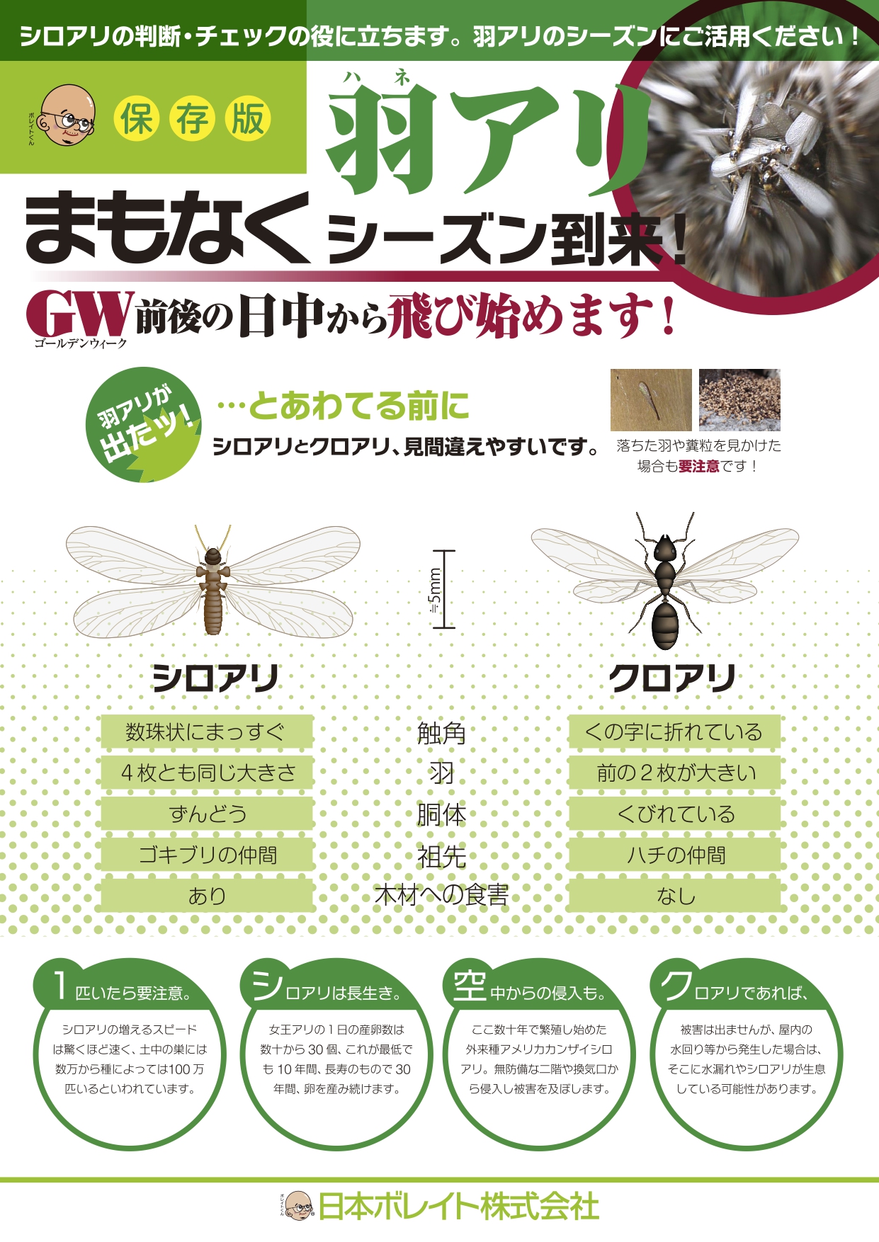 羽アリ発生 日本ボレイト公式ブログ