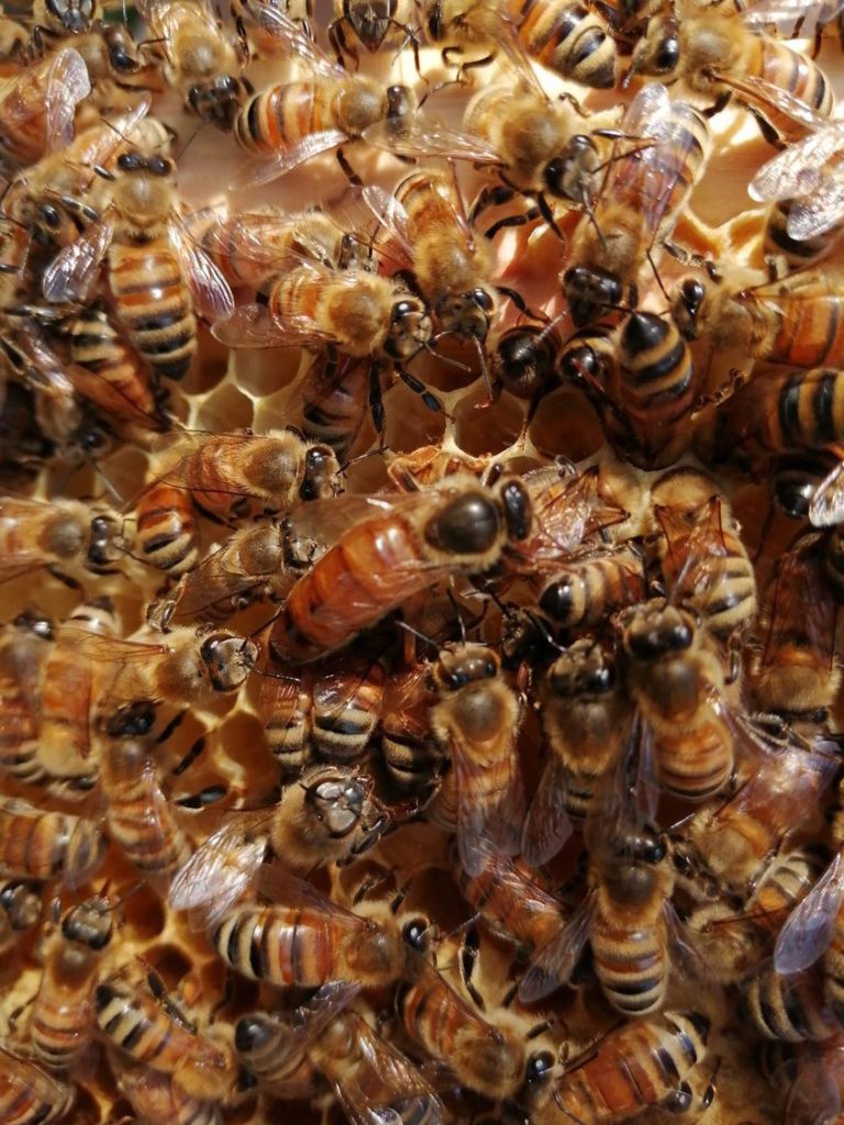 ボレイト養蜂部】女王蜂を隔離する「隔王板」 | 日本ボレイト公式ブログ