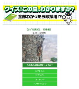 クイズ この虫 わかりますか 初級編を公開しました 日本ボレイト公式ブログ