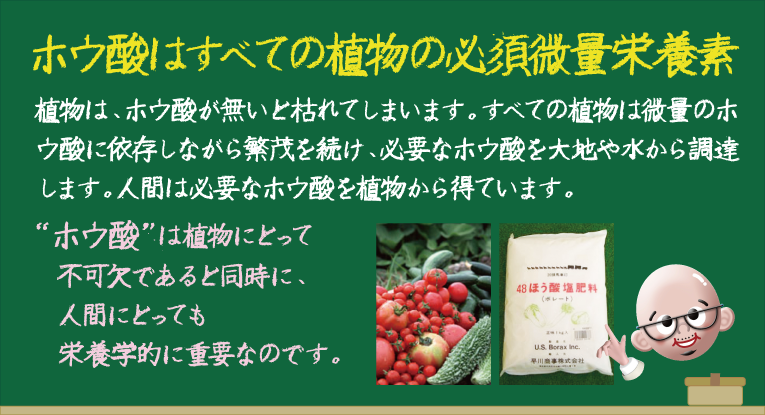 ホウ酸はすべての植物の必須微量栄養素