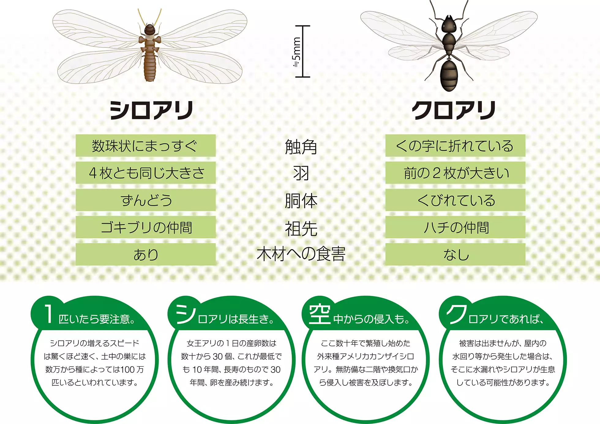 シロアリとクロアリの羽アリの見分け方や特徴の違い