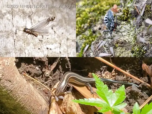 クロアリ、カナヘビ、ヨコヅナサシガメに捕食されるヤマトシロアリの羽アリ