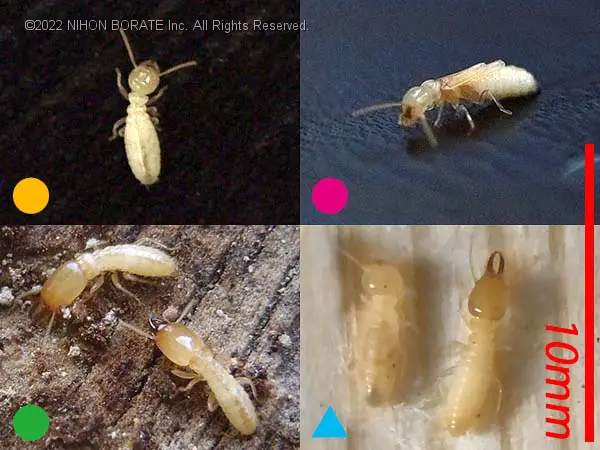 ヤマトシロアリ・イエシロアリの職蟻・ニンフ・兵蟻