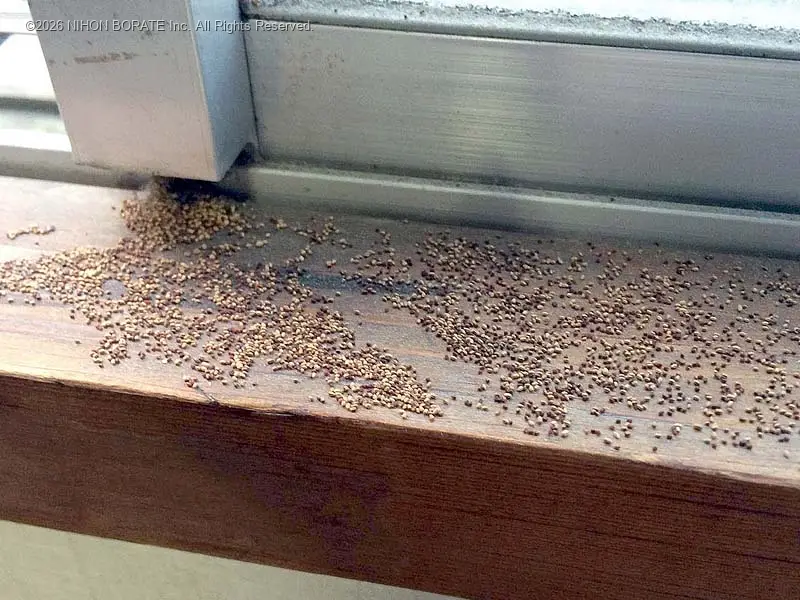 窓枠に落ちたアメリカカンザイシロアリの糞粒