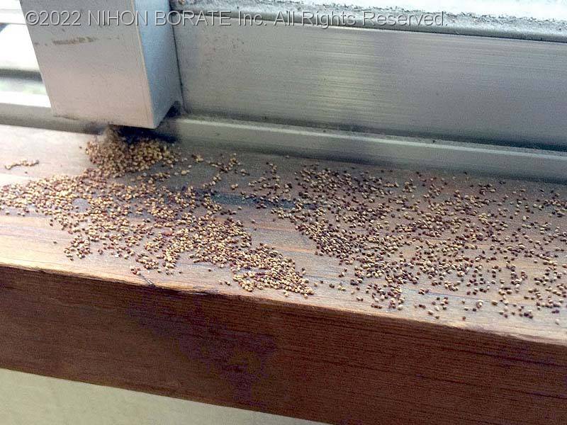 窓枠に落ちたアメリカカンザイシロアリの糞粒
