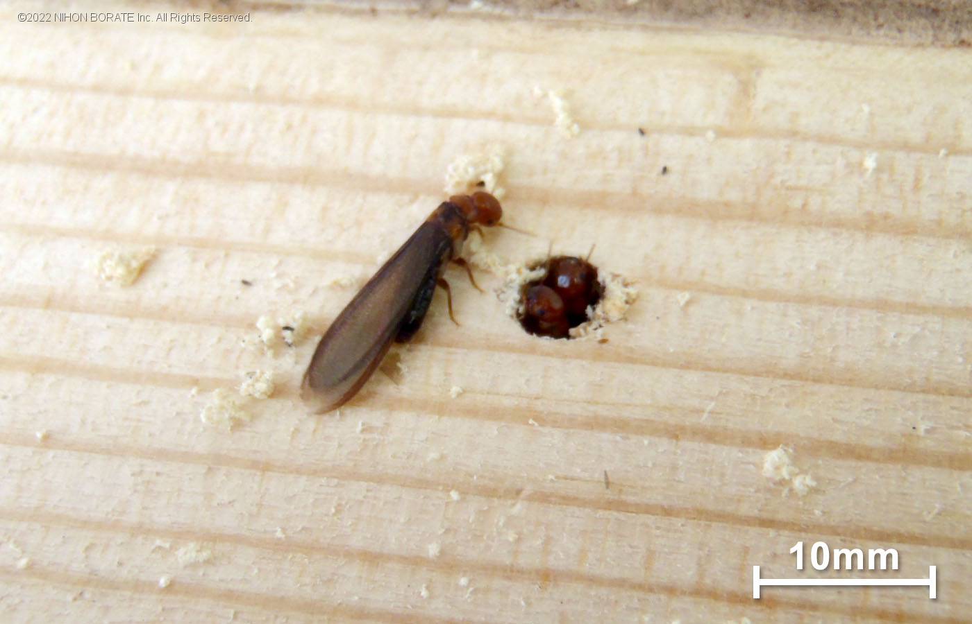 アメリカカンザイシロアリの羽アリ(有翅虫)