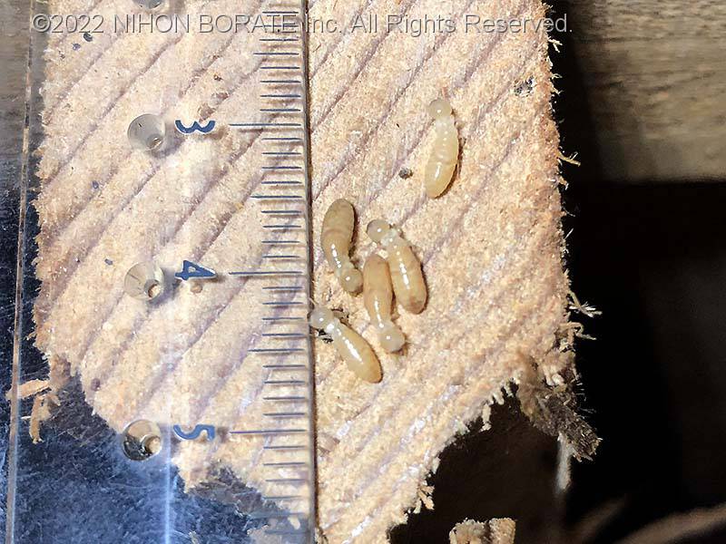 アメリカカンザイシロアリの職アリ（擬職蟻）