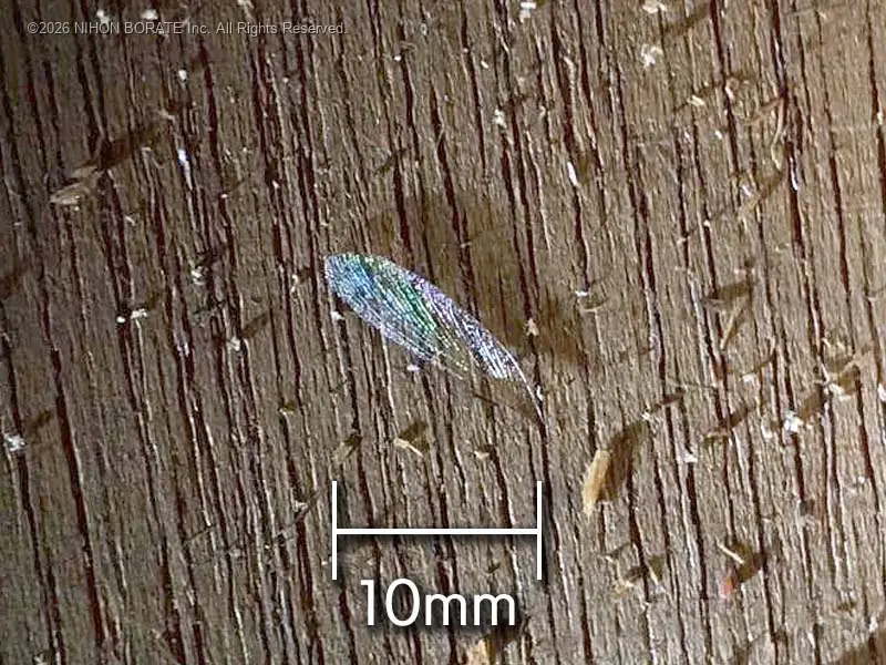 アメリカカンザイシロアリの羽（翅）