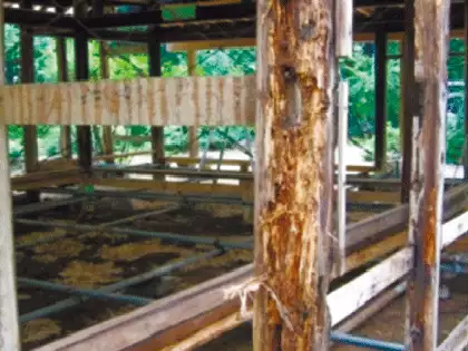 シロアリ 木造住宅の「害」敵たち