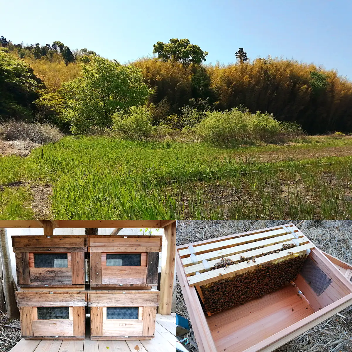 日本ボレイト養蜂部の育てるミツバチの巣