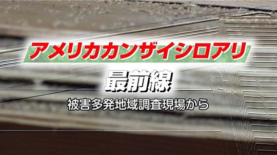 アメリカカンザイシロアリ最前線 被害多発地域調査現場から