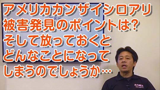 全国に被害拡大中 恐るべき外来種カンザイシロアリ2カンザイシロアリの被害発見のポイントは?