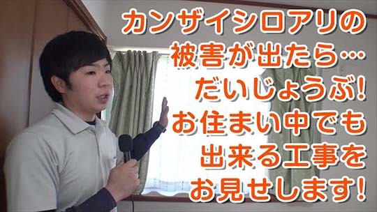 アメリカカンザイシロアリ被害現場から