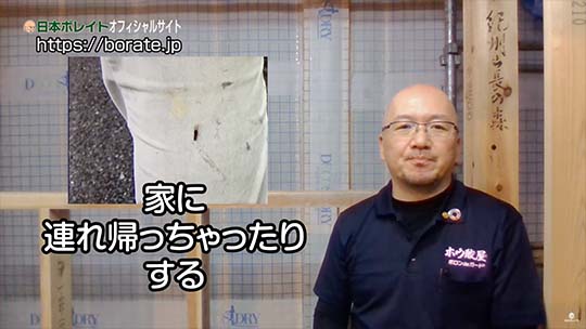 マイホームを長持ちさせるためのレシピ【3分でわかる】乾材シロアリ アメリカカンザイシロアリ