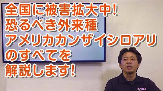 全国に被害拡大中 恐るべき外来種カンザイシロアリ1生態・侵入経路