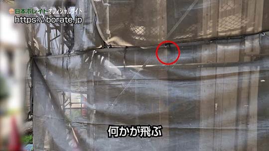 アメリカカンザイシロアリの飛来(2018年6月、都内多摩地区)