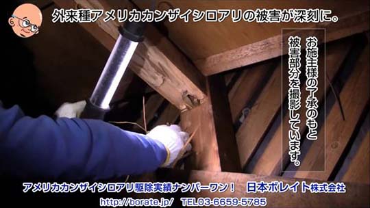 脅威の外来種!アメリカカンザイシロアリの被害紹介