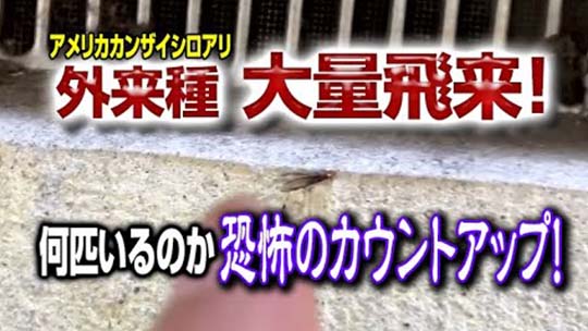 アメリカカンザイシロアリ飛来現場カウントアップ!