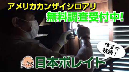 アメリカカンザイシロアリ無料調査