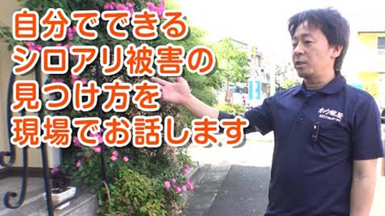 自分でできるシロアリ被害の見つけ方