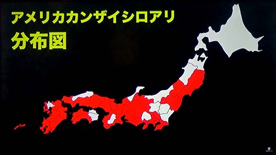 増える激震地!不動産暴落の予感!アメリカ乾材シロアリの脅威とその対策(後編)