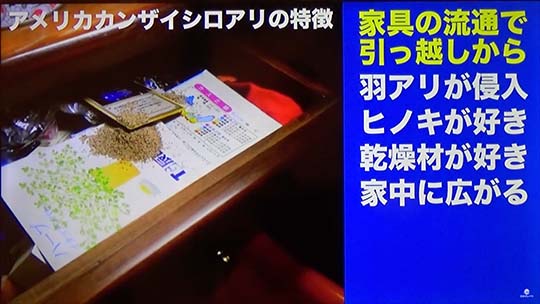 増える激震地!不動産暴落の予感!アメリカ乾材シロアリの脅威とその対策(前編)