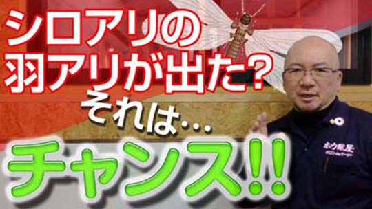 羽アリはチャンス!