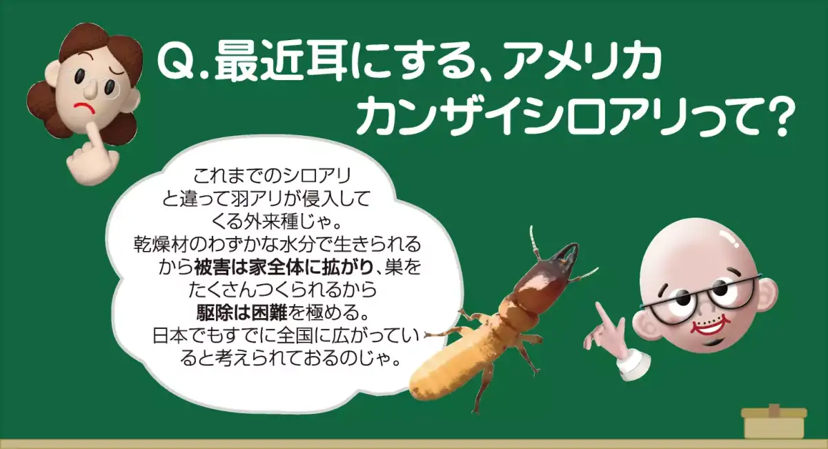 これまでのシロアリと違い羽アリが侵入してくる外来種じゃ。乾燥材のわずかな水分で生きられるから被害は家全体に拡がり、巣をたくさんつくられるから駆除は困難を極める。日本でもすでに全国に広がっていると考えられておるのじゃ。