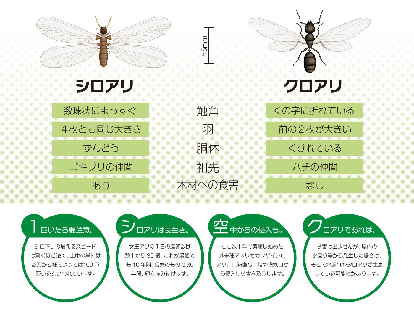 シロアリとクロアリの羽アリの見分け方と特徴の違い
